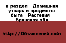  в раздел : Домашняя утварь и предметы быта » Растения . Брянская обл.